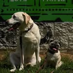 Traci Rodgers - @sobrodogs - Instagram