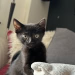Tracy Rowland - @petsonthecouch - Instagram