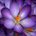 Traci Newburn-Salas - Facebook