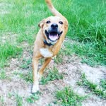 Tracy Sauls - @wisedogsandpawsllc - Instagram