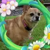 Traci Saunders-Chapman - @traci.saunderscha - TikTok