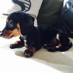 Traci Schmidt - @tracischmidt6 - Instagram