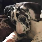 Tracy Shearer - @shearer5266 - Instagram