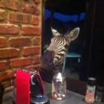 Tracy Shearer - @tracy.shearer.18 - Instagram