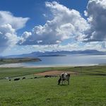 Teresa Tracy Shields - @eastwestfarm - Instagram