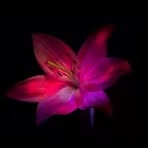 Tracy Simon - Facebook