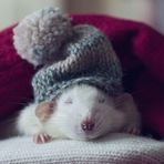 Tracy Snyder - Facebook