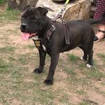 Tracy Spears - @tcutzdoggrooming - Instagram
