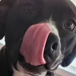 Tracy Suber - @5dogsandabloody - Instagram