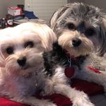 Traci Tanner - @willowandwinstonsworld - Instagram
