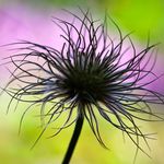 Tracy Walsh Garden Photography - @tracy_walsh_garden_photography - Instagram