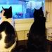 Tracey Abbott - Facebook
