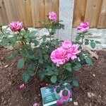 Tracy Abbott - @tracy.abbott.77 - Instagram