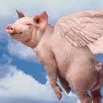 Tracie Griffith - @the.pigs.have.flown - Instagram