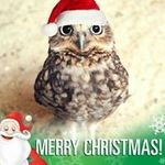 Tracey Helms - @traceyhelms - Instagram