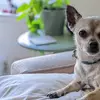 Tracie Howell - @tracie.howell - TikTok