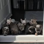 Tracie Mcbride - Facebook