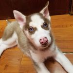 Tracie McCormick - @huskylife1017 - Instagram