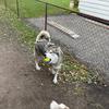 Tracie McCormick - @huskylife101722 - TikTok