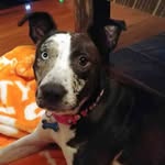 Tracy Nicholson - @cityfarmtn - Instagram