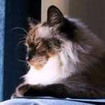Tracy Patton - @catzconcierge - Instagram