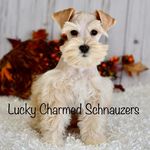 Tracie petersen - @luckycharmedschnauzers - Instagram