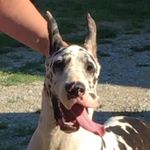 Tracie Shaw, PhD - @tshaw_danes - Instagram