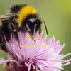 Tracey wheeler - @beeing_crafty_ - TikTok