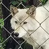Tracie Wolf - @tracie.wolf - TikTok