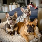 Tracie Woods - @luna_bell_the_frenchie - Instagram