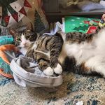 Tracy Alm - @alm.tracy - Instagram