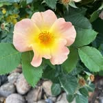 Tracy Appleby - @tracy.appleby.319 - Instagram