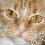 Tracy Arledge - @kittypaws40 - Instagram