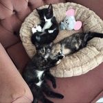 Tracy Arledge - @catsandkittensinneed - Instagram