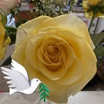 Tracy Arsenault - @tracy.arsenault.376 - Instagram