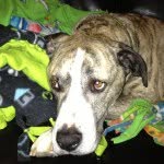 Tracy Barger - @tbargermom - Instagram