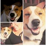 My Corgi Babies - @tracybartells - Instagram