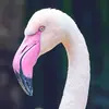 Tracy Bartley - @flamingo6777 - TikTok