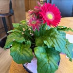Tracey Bertsch - @1814tracey - Instagram