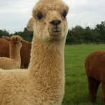 Tracy Birch - @purlalpaca - Instagram