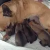 Tracyblaine - @cutedogs12321 - TikTok