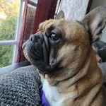 Tracy Bolin - @frenchiemom2000 - Instagram