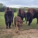 Boulder Bison Ranch - Facebook
