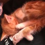 Tracey Budge - @ecto_mom - Instagram