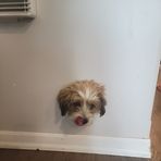 Tracy Budgell - Facebook