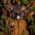 Tracey Bunce - @thejoyfulpossum - Instagram