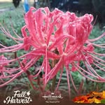 Tracey Bunce Schwarzweller - @traceyschwarzweller - Instagram