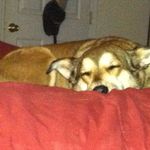 Tracy L Bunch - @zweithebattlecorgi - Instagram