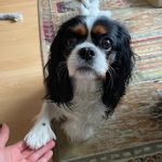Cavalier Tracy - @cavalier.tracy - Instagram