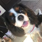 Tracy and Bonnie - @tracy_and_bonnie_cavaliers - Instagram